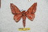  ( - BC-RBP 11801)  @13 [ ] Copyright (2020) Ron Brechlin Research Collection of Ron Brechlin