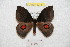  ( - BC-RBP 8214)  @13 [ ] Copyright (2014) Ron Brechlin Research Collection of Ron Brechlin