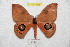  ( - BC-RBP 8216)  @14 [ ] Copyright (2014) Ron Brechlin Research Collection of Ron Brechlin