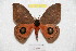  ( - BC-RBP 8217)  @13 [ ] Copyright (2014) Ron Brechlin Research Collection of Ron Brechlin