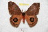  ( - BC-RBP 8218)  @13 [ ] Copyright (2014) Ron Brechlin Research Collection of Ron Brechlin