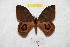 ( - BC-RBP 8219)  @13 [ ] Copyright (2014) Ron Brechlin Research Collection of Ron Brechlin