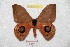  ( - BC-RBP 8221)  @13 [ ] Copyright (2014) Ron Brechlin Research Collection of Ron Brechlin