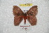  ( - BC-RBP 8222)  @13 [ ] Copyright (2014) Ron Brechlin Research Collection of Ron Brechlin