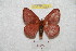  (Hylesia ebalus - BC-RBP 8224)  @14 [ ] Copyright (2014) Ron Brechlin Research Collection of Ron Brechlin