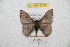  ( - BC-RBP 8236)  @13 [ ] Copyright (2014) Ron Brechlin Research Collection of Ron Brechlin