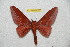  (Rachesa vikhuanucensis - BC-RBP 10493)  @13 [ ] Copyright (2017) Ron Brechlin Research Collection of Ron Brechlin
