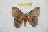 ( - BC-RBP 10496)  @11 [ ] Copyright (2017) Ron Brechlin Research Collection of Ron Brechlin