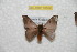  (Hylesia terguianex - BC-RBP 10500)  @13 [ ] Copyright (2017) Ron Brechlin Research Collection of Ron Brechlin
