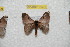  ( - BC-RBP 10501)  @13 [ ] Copyright (2017) Ron Brechlin Research Collection of Ron Brechlin