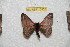  (Hylesia mymperuex - BC-RBP 10502)  @13 [ ] Copyright (2017) Ron Brechlin Research Collection of Ron Brechlin