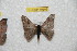  (Hylesia andcajamarcex - BC-RBP 10503)  @13 [ ] Copyright (2017) Ron Brechlin Research Collection of Ron Brechlin