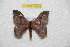  (Hylesia melayasuniex - BC-RBP 10505)  @13 [ ] Copyright (2017) Ron Brechlin Research Collection of Ron Brechlin