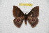  ( - BC-RBP 10508)  @13 [ ] Copyright (2017) Ron Brechlin Research Collection of Ron Brechlin