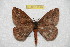  ( - BC-RBP 10514)  @11 [ ] Copyright (2017) Ron Brechlin Research Collection of Ron Brechlin