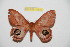  (Pseudautomeris marxi - BC-RBP 10517)  @12 [ ] Copyright (2017) Ron Brechlin Research Collection of Ron Brechlin
