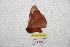  (Dirphia aculecuatoriana - BC-RBP 8294)  @14 [ ] Copyright (2014) Ron Brechlin Research Collection of Ron Brechlin