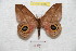  ( - BC-RBP 8312)  @14 [ ] Copyright (2014) Ron Brechlin Research Collection of Ron Brechlin