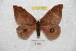  ( - BC-RBP 8313)  @13 [ ] Copyright (2014) Ron Brechlin Research Collection of Ron Brechlin