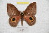  ( - BC-RBP 8342)  @13 [ ] Copyright (2014) Ron Brechlin Research Collection of Ron Brechlin