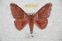  (Rachesa dianae - BC-RBP 8351)  @14 [ ] Copyright (2014) Ron Brechlin Research Collection of Ron Brechlin