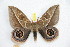  (Leucanella winfbrechlini - BC-RBP 10459)  @14 [ ] Copyright (2017) Ron Brechlin Research Collection of Ron Brechlin