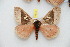  (Dirphia santboyacensis - BC-RBP 8370)  @14 [ ] Copyright (2014) Ron Brechlin Research Collection of Ron Brechlin