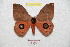  ( - BC-RBP 8397)  @11 [ ] Copyright (2014) Ron Brechlin Research Collection of Ron Brechlin