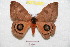  ( - BC-RBP 8401)  @13 [ ] Copyright (2014) Ron Brechlin Research Collection of Ron Brechlin