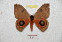  ( - BC-RBP 8402)  @13 [ ] Copyright (2014) Ron Brechlin Research Collection of Ron Brechlin