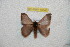  ( - BC-RBP 10540)  @11 [ ] Copyright (2017) Ron Brechlin Research Collection of Ron Brechlin