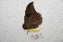  ( - BC-RBP 8418)  @12 [ ] Copyright (2014) Ron Brechlin Research Collection of Ron Brechlin