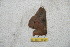  (Gamelioides peggyae - BC-RBP 10554)  @11 [ ] Copyright (2017) Ron Brechlin Research Collection of Ron Brechlin