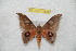  ( - BC-RBP 10568)  @11 [ ] Copyright (2017) Ron Brechlin Research Collection of Ron Brechlin