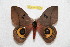  ( - BC-RBP 10571)  @14 [ ] Copyright (2017) Ron Brechlin Research Collection of Ron Brechlin
