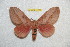  ( - BC-RBP 11859)  @11 [ ] Copyright (2020) Ron Brechlin Research Collection of Ron Brechlin