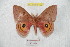  (Automeris boudinotiana - BC-RBP 8459)  @12 [ ] Copyright (2014) Ron Brechlin Research Collection of Ron Brechlin