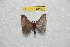  ( - BC-RBP 10601)  @13 [ ] Copyright (2017) Ron Brechlin Research Collection of Ron Brechlin