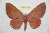  ( - BC-RBP 10626)  @14 [ ] Copyright (2017) Ron Brechlin Research Collection of Ron Brechlin