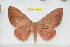  (Rachesa breteuili - BC-RBP 10641)  @14 [ ] Copyright (2017) Ron Brechlin Research Collection of Ron Brechlin