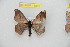  ( - BC-RBP 11883)  @11 [ ] copyright (2020) Ron Brechlin Research Collection of Ron Brechlin