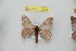  (Hylesia tersucumbex - BC-RBP 11884)  @11 [ ] copyright (2020) Ron Brechlin Research Collection of Ron Brechlin