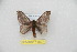  ( - BC-RBP 11897)  @11 [ ] copyright (2020) Ron Brechlin Research Collection of Ron Brechlin