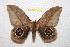  (Leucanella altolima - BC-RBP 11935)  @11 [ ] copyright (2020) Ron Brechlin Research Collection of Ron Brechlin