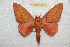  (Adeloneivaia - BC-RBP 10667)  @15 [ ] Copyright (2017) Ron Brechlin Research Collection of Ron Brechlin