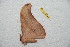  ( - BC-RBP 10680)  @12 [ ] Copyright (2017) Ron Brechlin Research Collection of Ron Brechlin