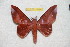  ( - BC-RBP 10684)  @13 [ ] Copyright (2017) Ron Brechlin Research Collection of Ron Brechlin