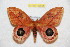  (Pseudautomeris winbrechlini - BC-RBP 10694)  @14 [ ] Copyright (2017) Ron Brechlin Research Collection of Ron Brechlin