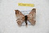  ( - BC-RBP 10712)  @12 [ ] Copyright (2017) Ron Brechlin Research Collection of Ron Brechlin