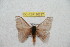  (Hylesia mymsantandex - BC-RBP 10717)  @11 [ ] Copyright (2017) Ron Brechlin Research Collection of Ron Brechlin